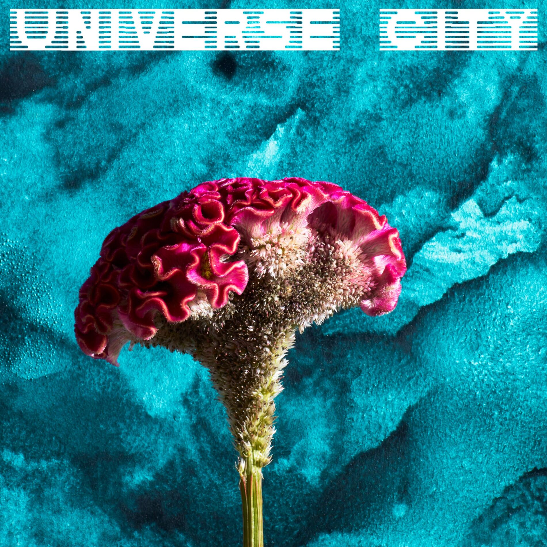 Album cover of Between the Awake and the Asleep
