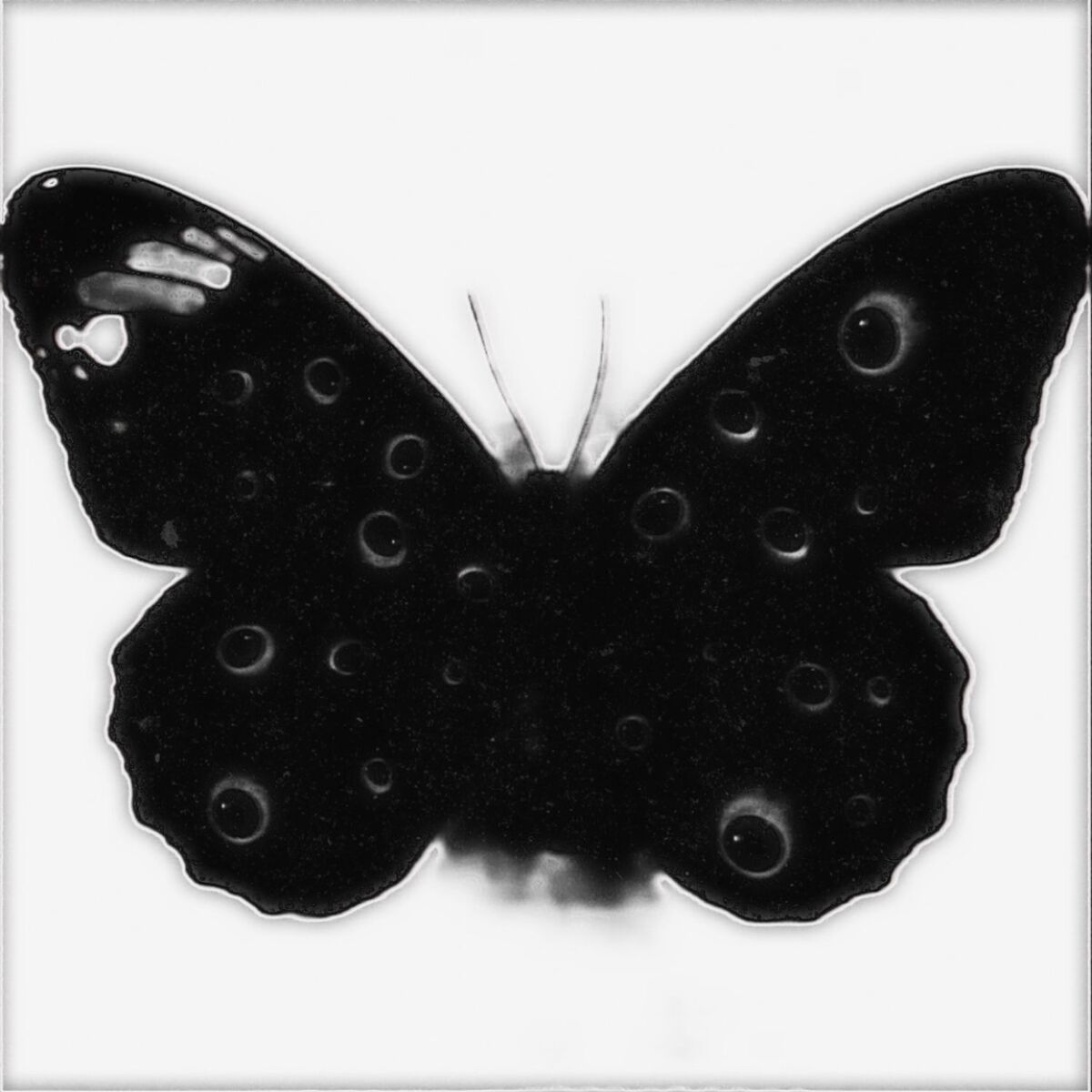 Album cover of Butterfly Dream