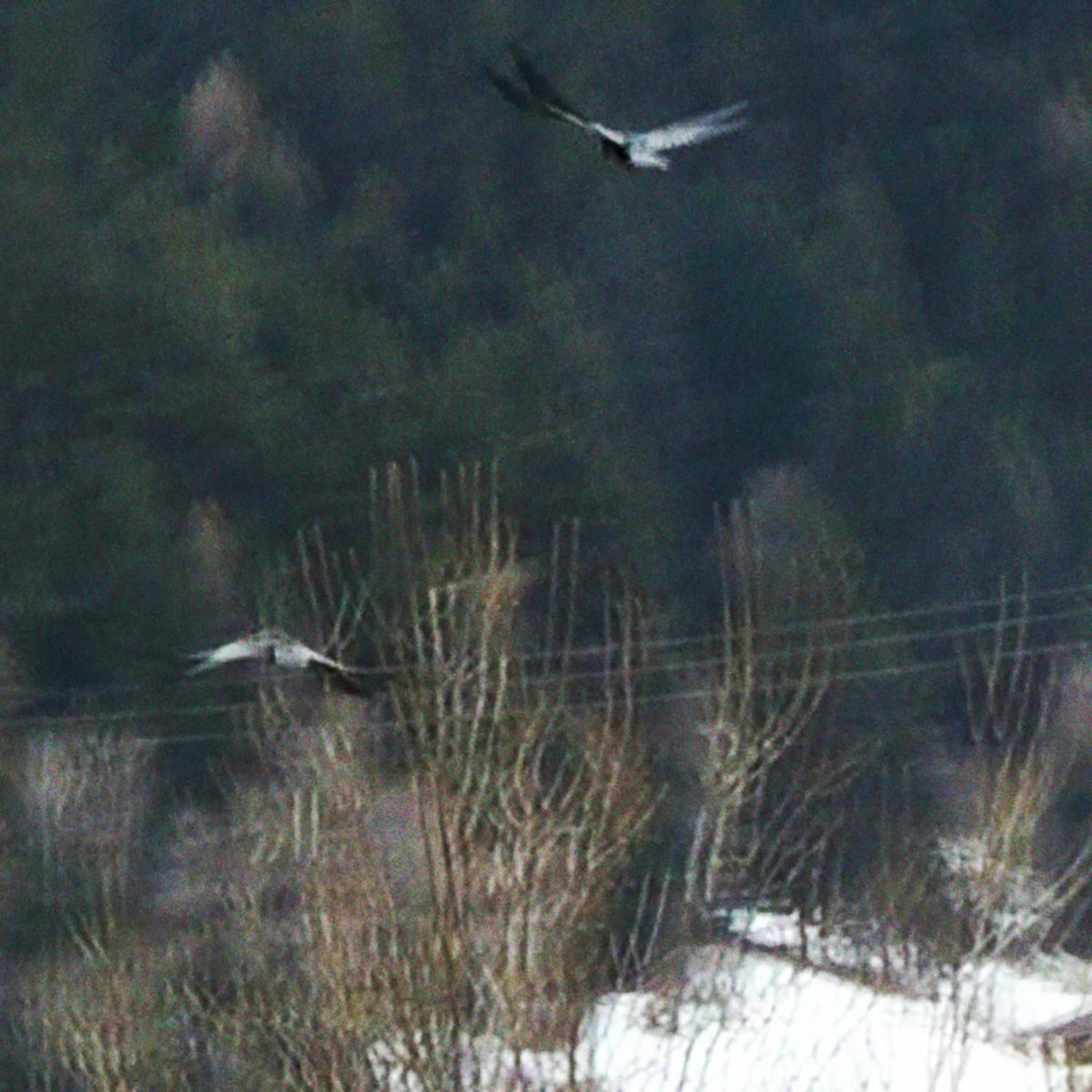 Album cover of see me cry