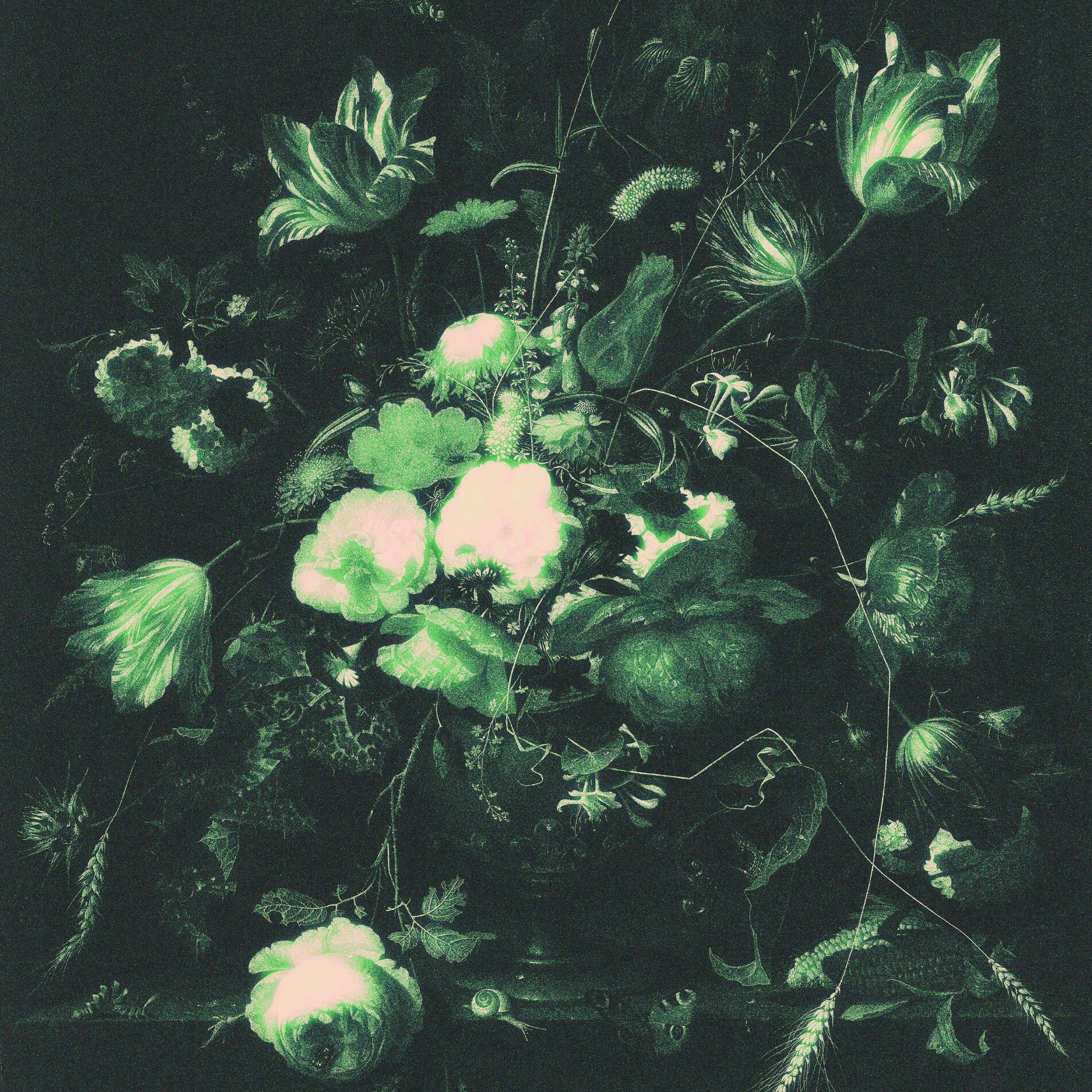 Album cover of Aquila Cadens