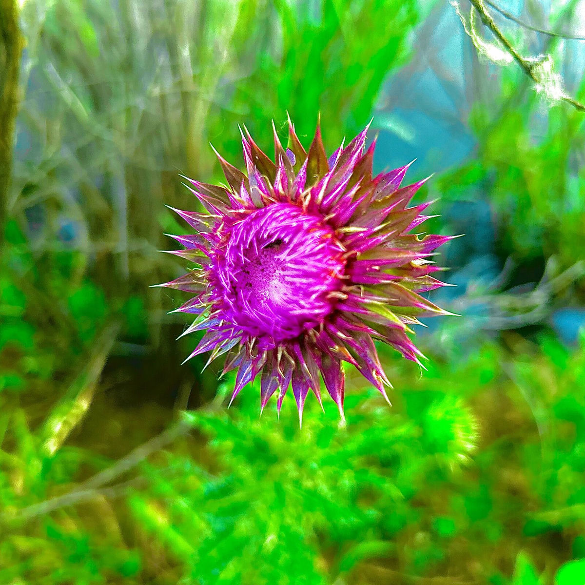 Album cover of Milk Thistle Flower (Unmastered Demos)