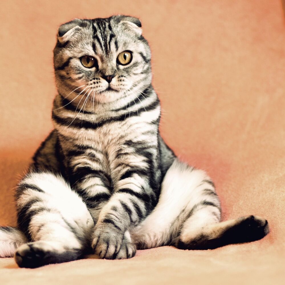 Picture of The Cat Strut