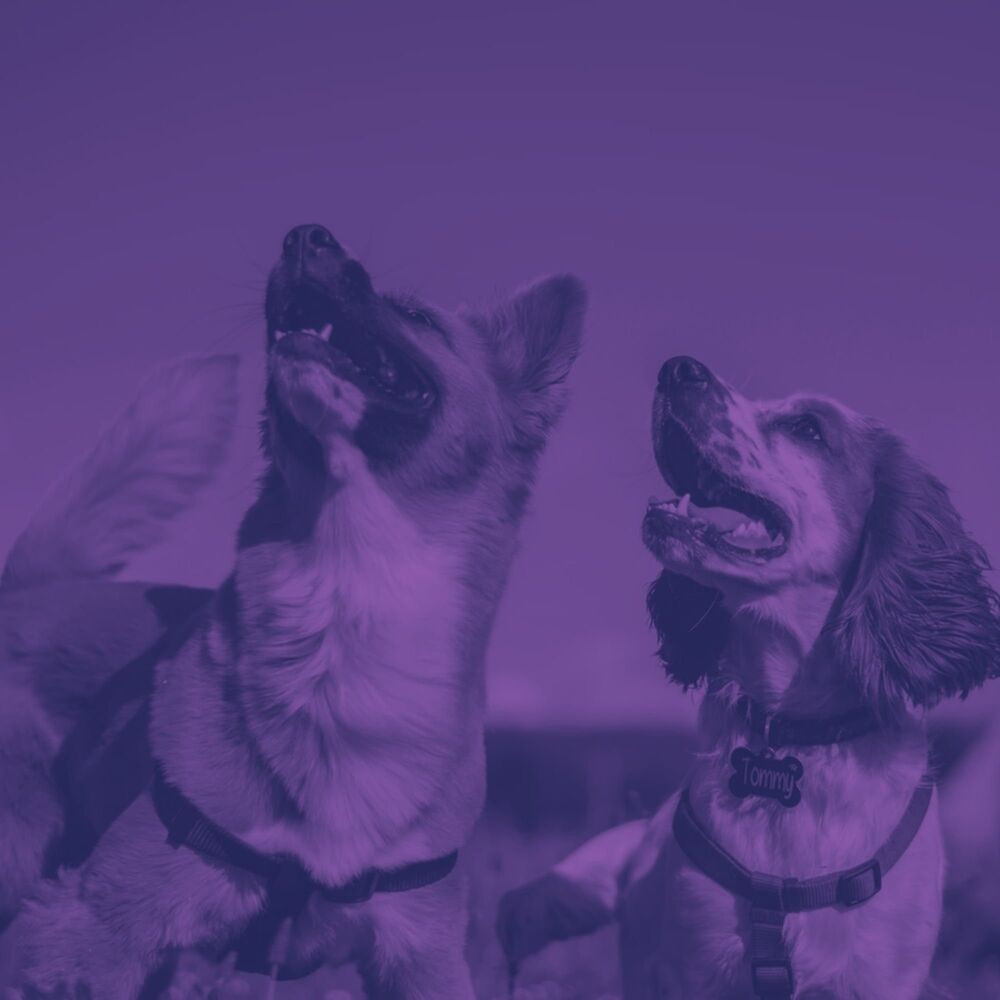 Picture of Jazz Quartet - Background Music for Doggy Rejuvenation