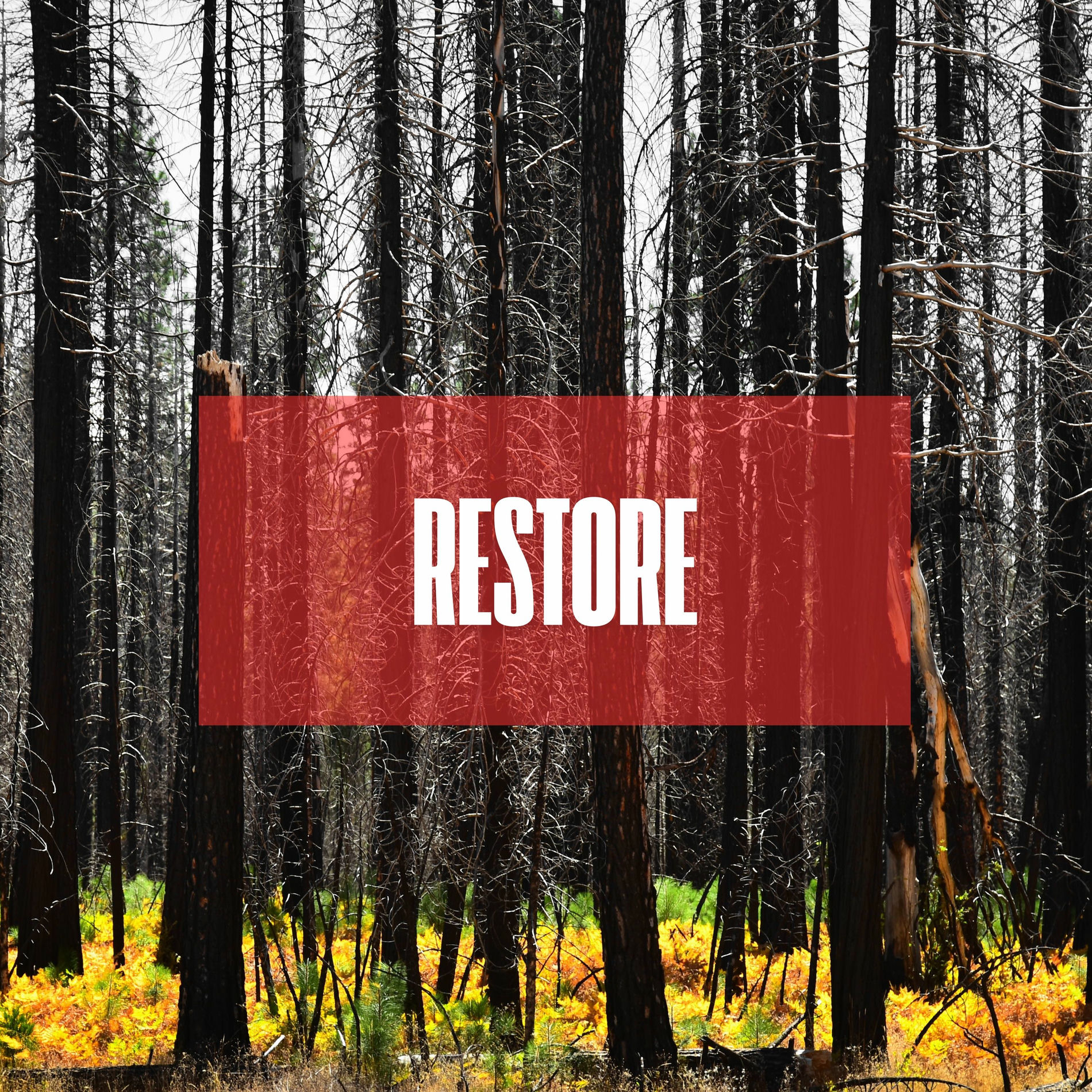 Album cover of RESTORE