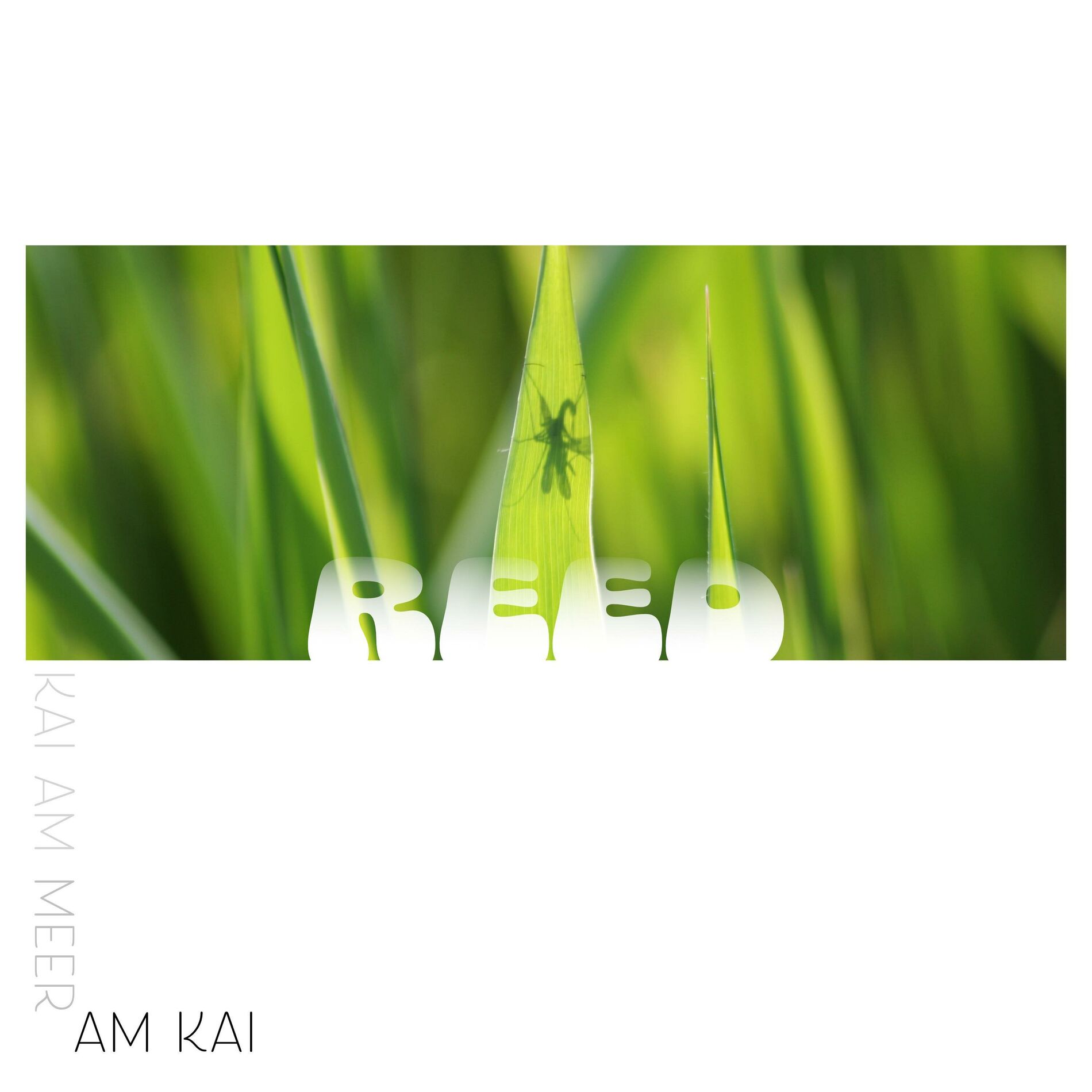 Album cover of REED