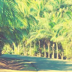 Cover of Backdrop for Resort Hotels