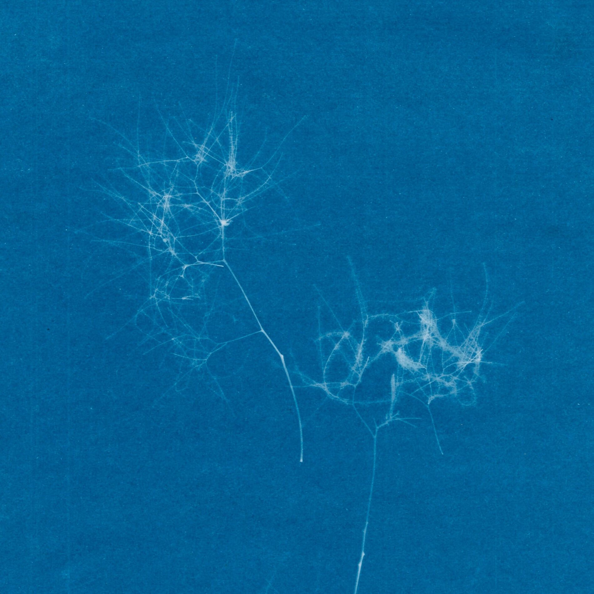 Album cover of Echo Flowers