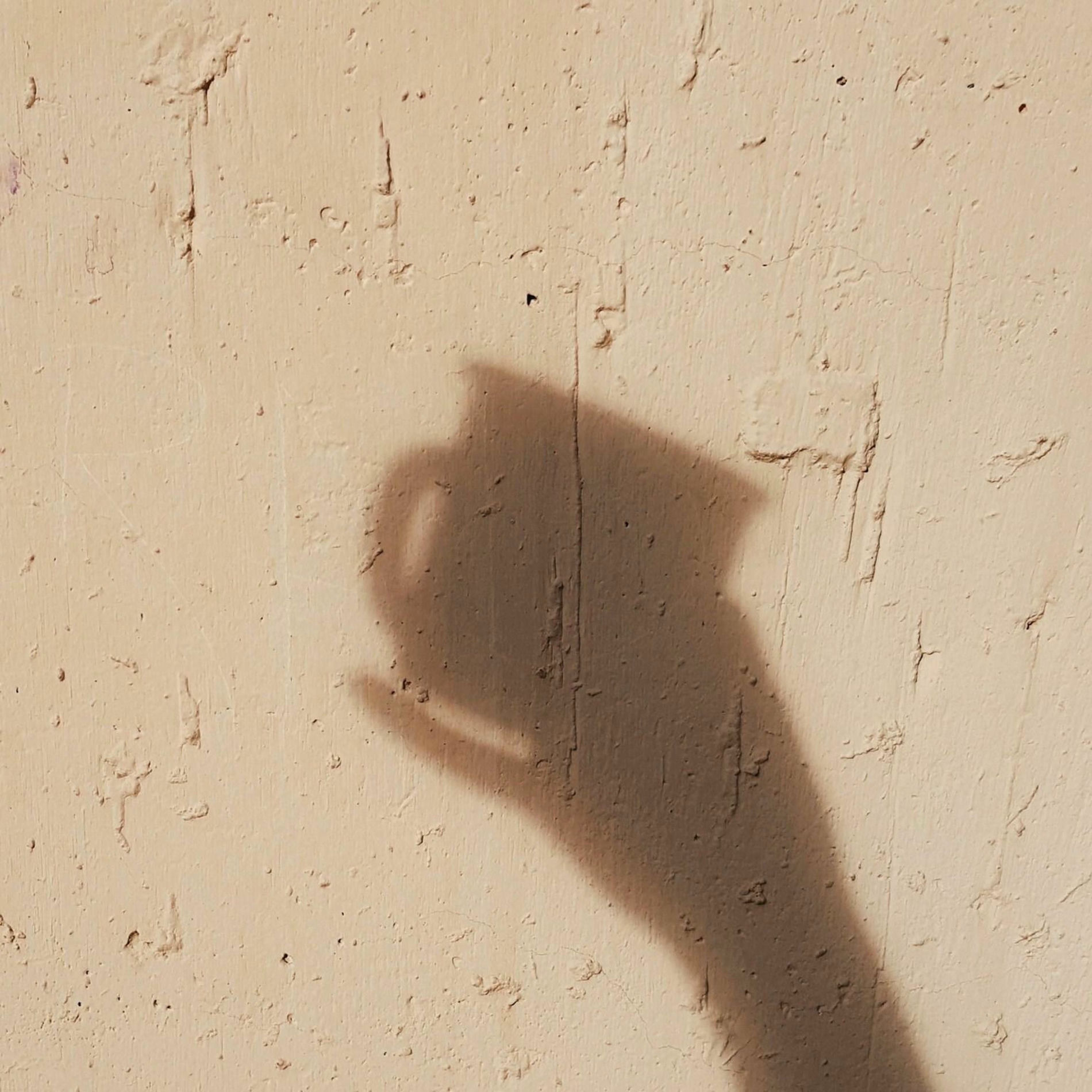 Album cover of Soft Shadows