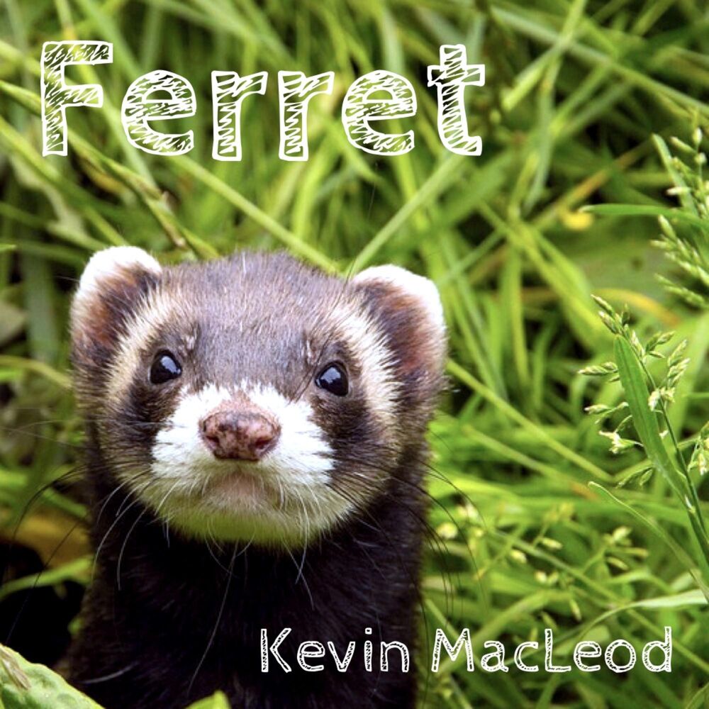 Picture of Ferret