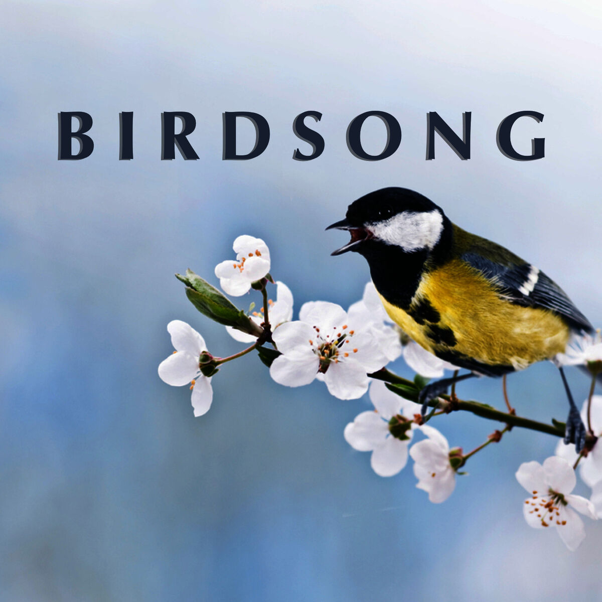 Album cover of Birdsong