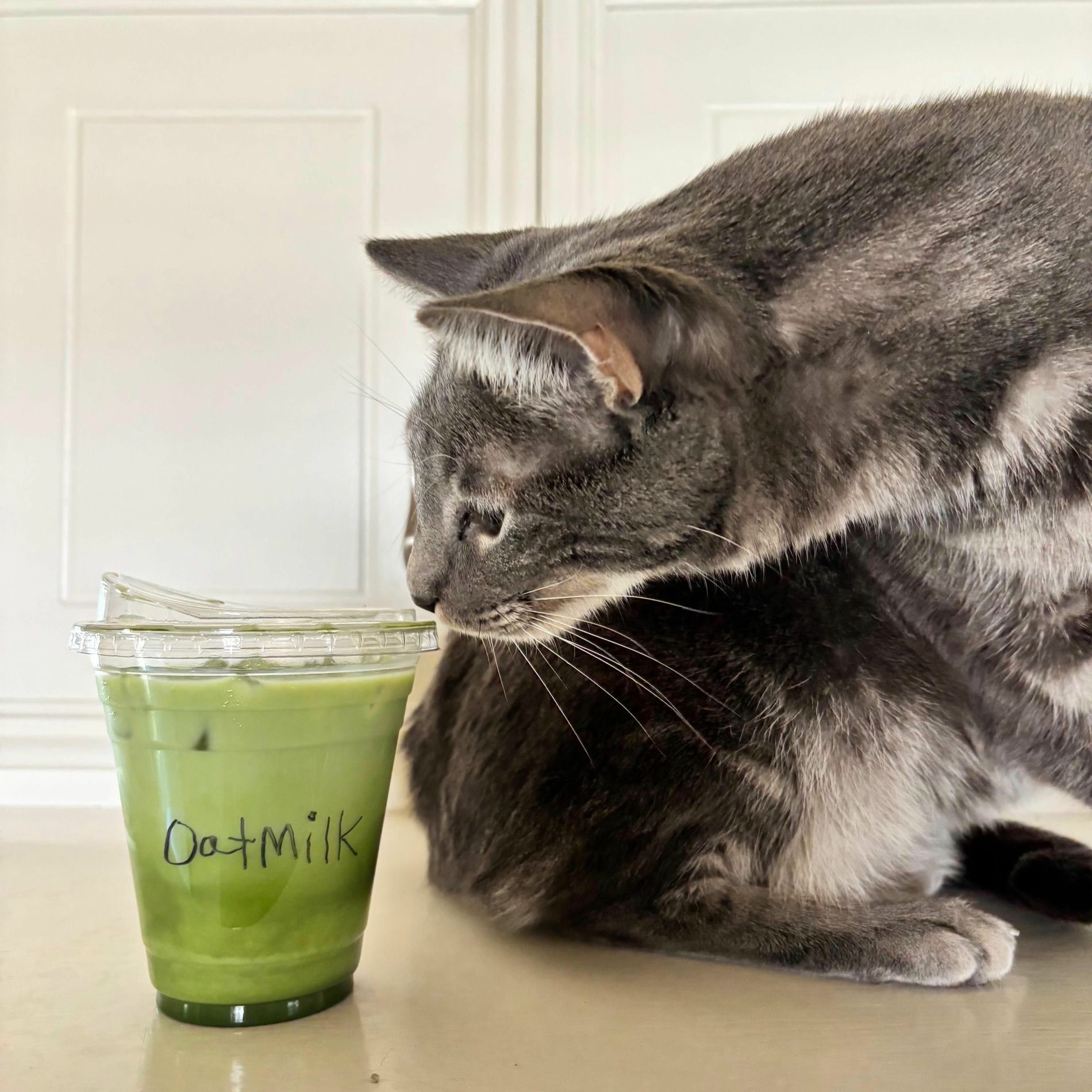 Album cover of OATmilk (feat. STACY)