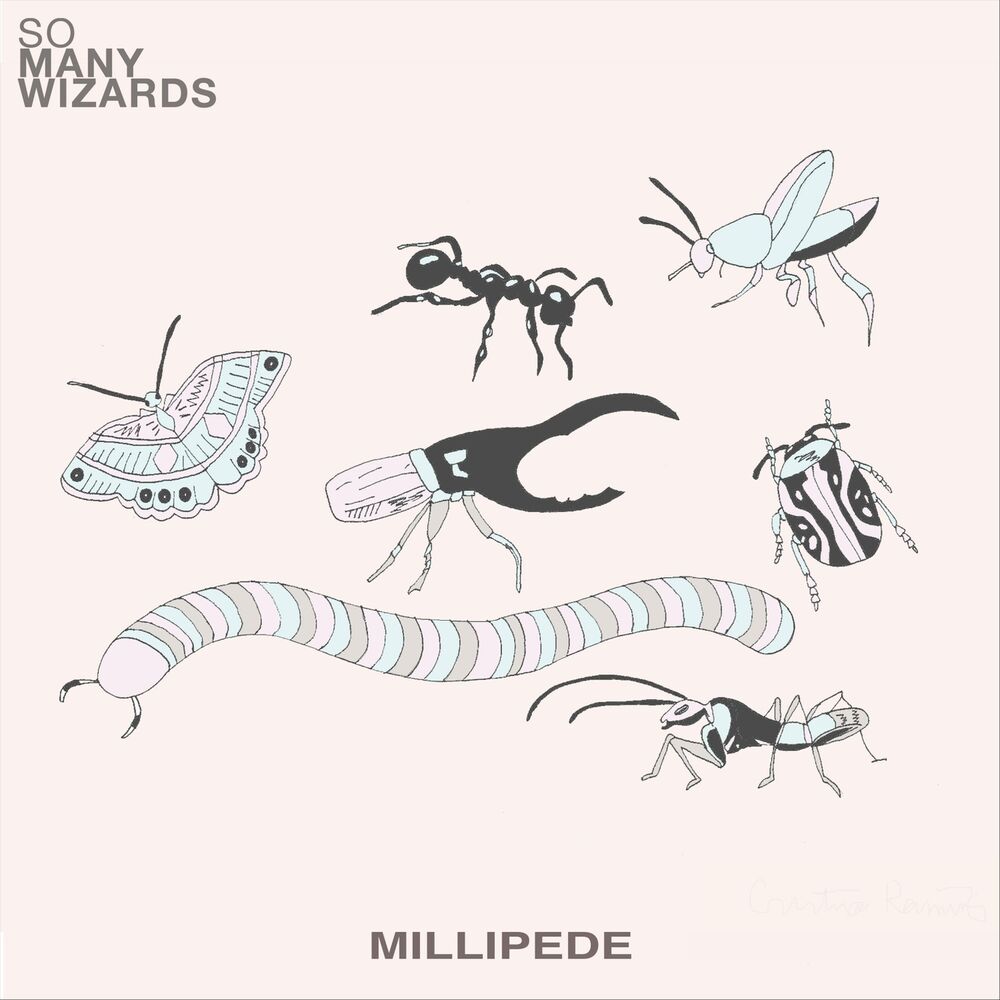 Picture of Millipede