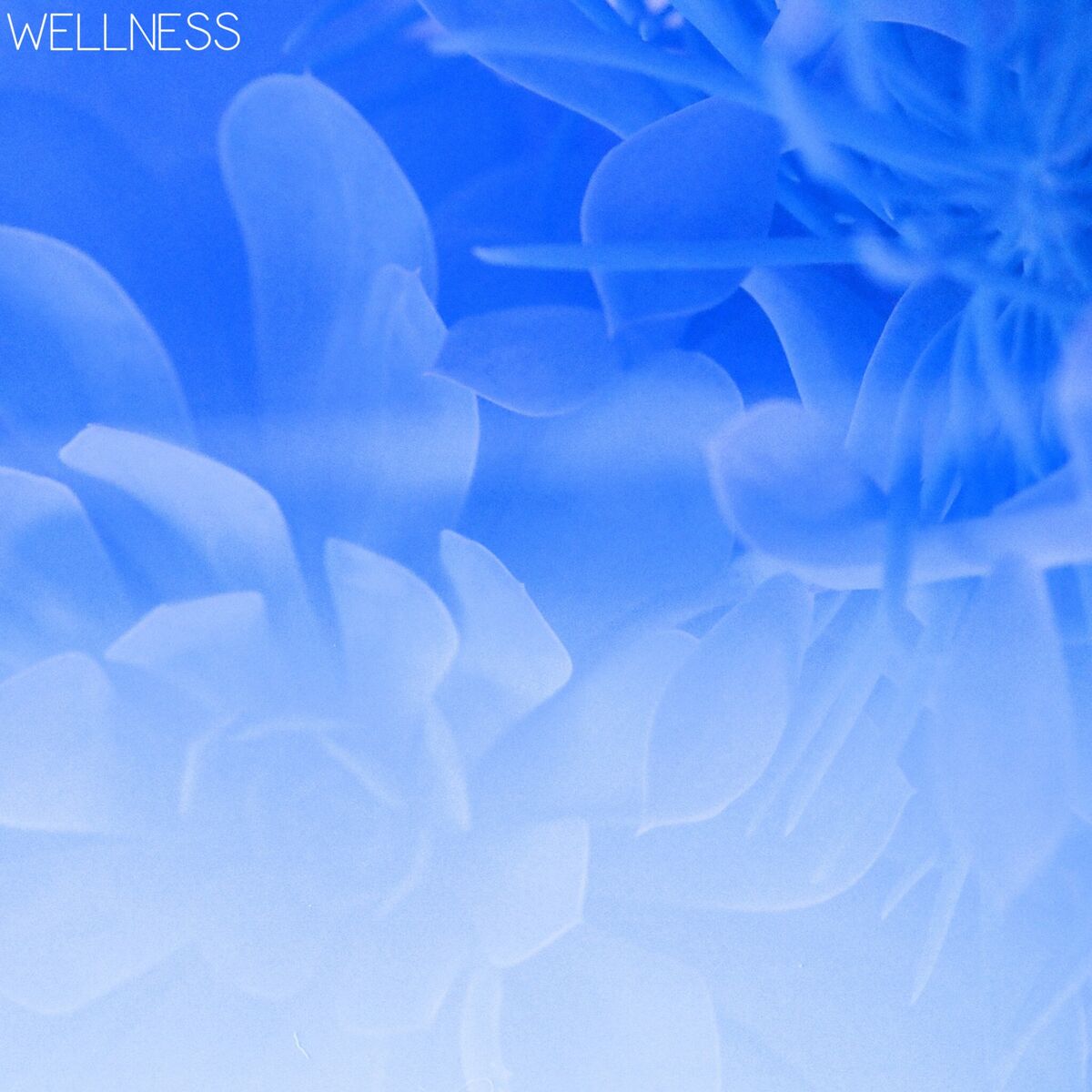 Album cover of Wellness
