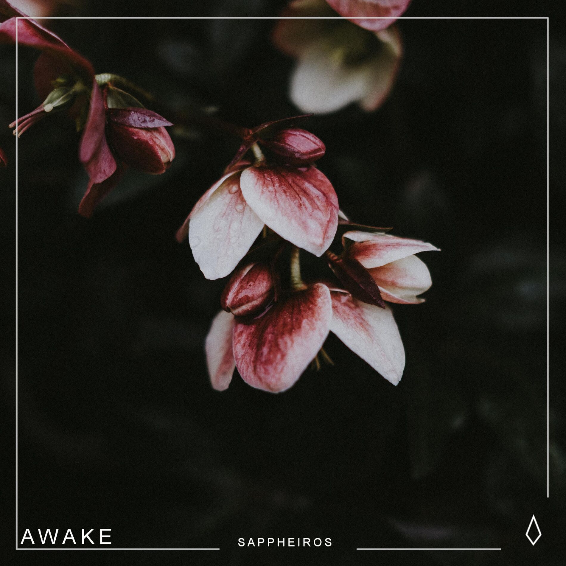 Album cover of Awake