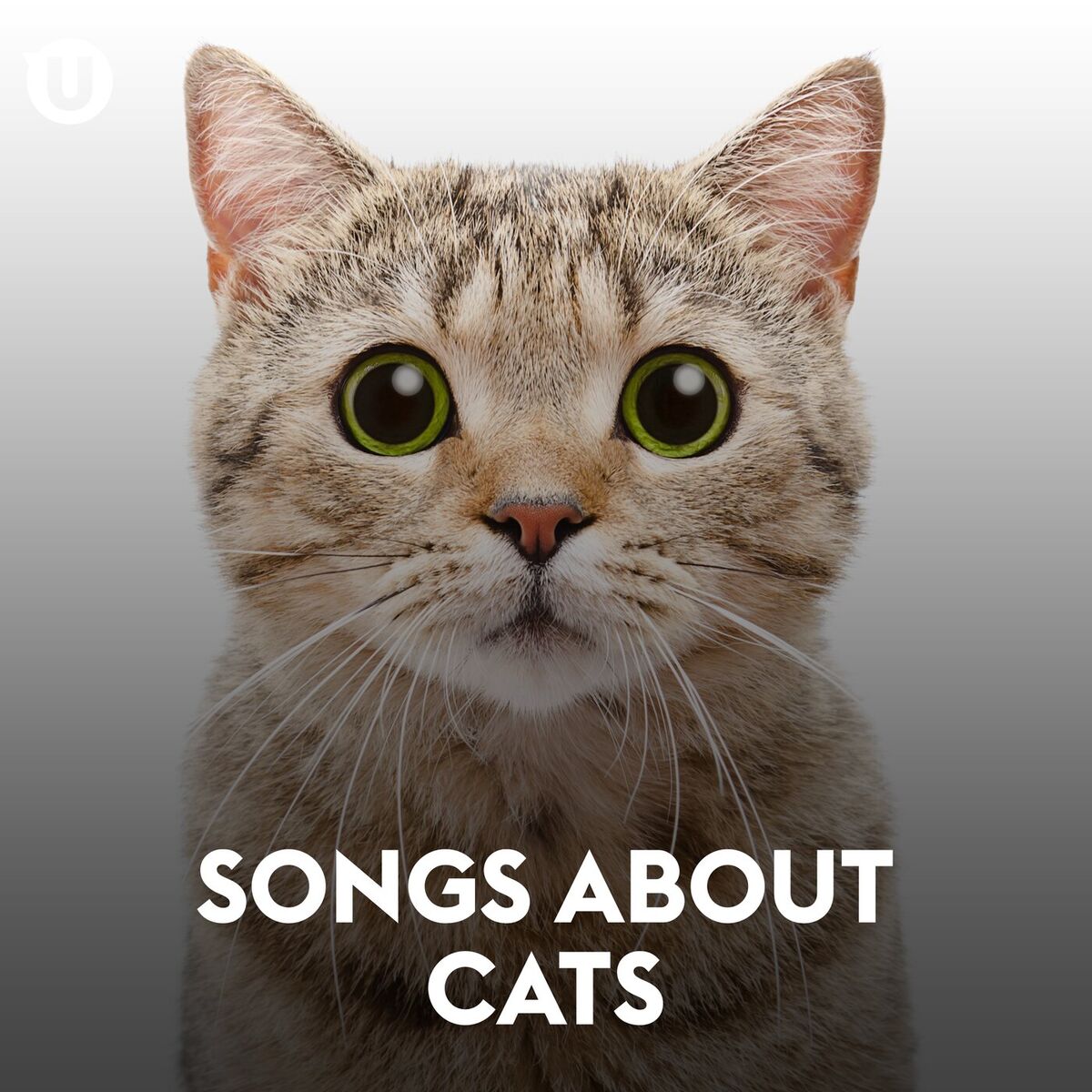 Album cover of Songs About Cats