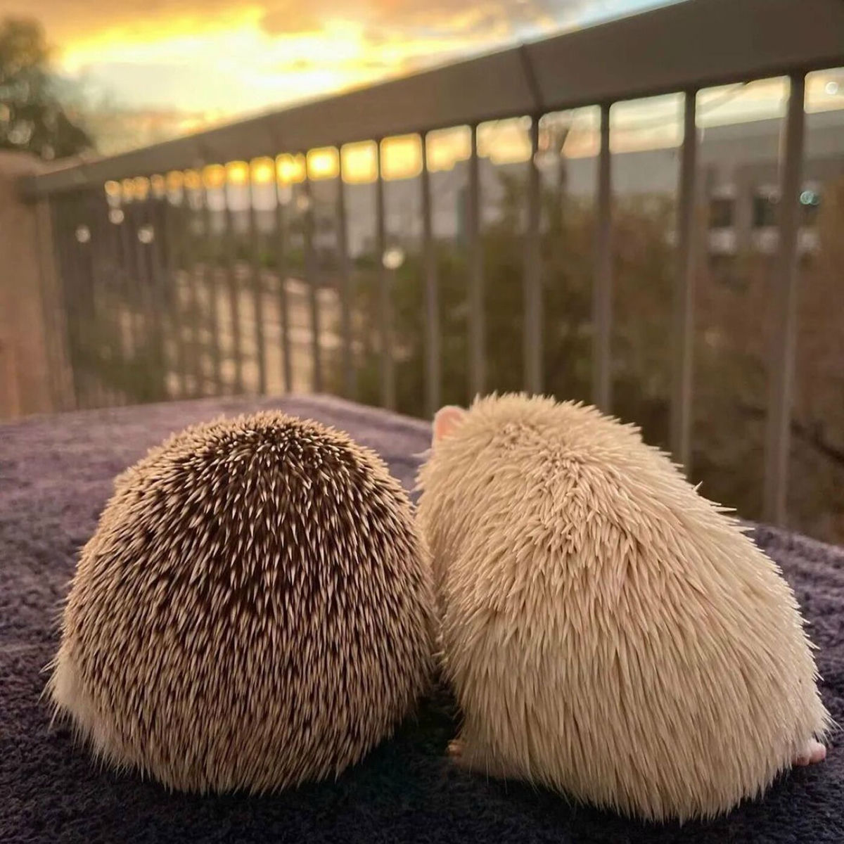 Album cover of Things I Only Imagined