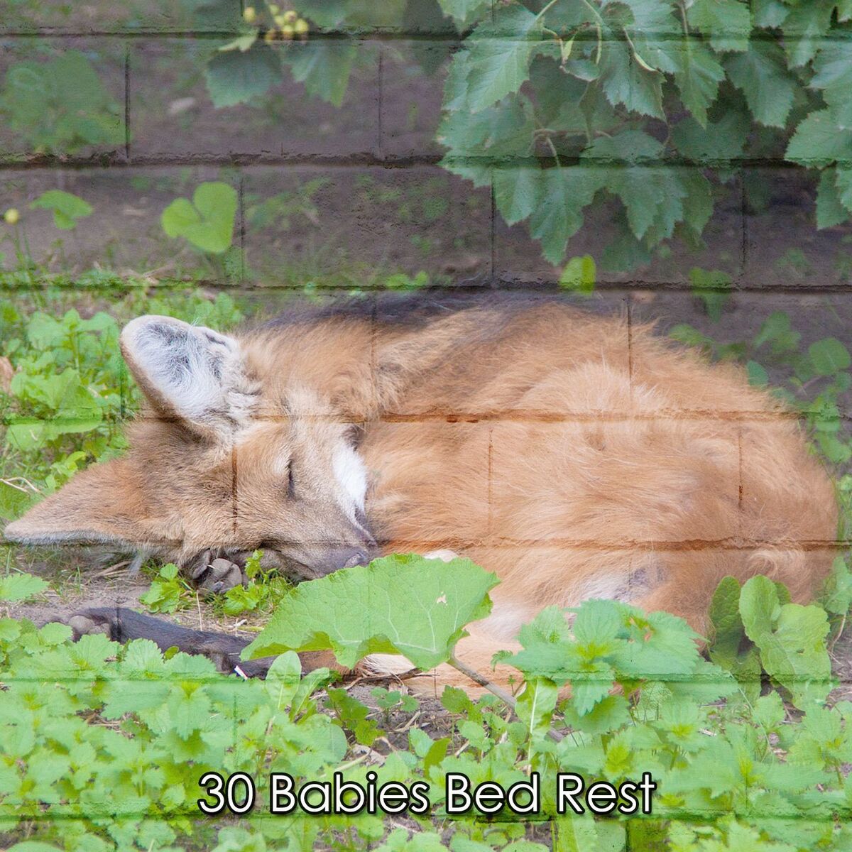 Album cover of 30 Babies Bed Rest