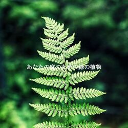 Cover of あなたの庭のための緑の植物