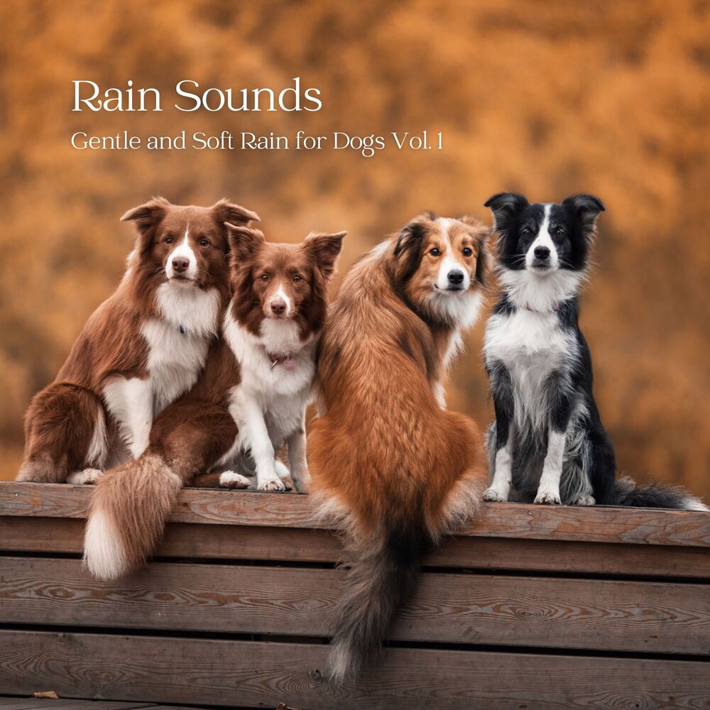 Picture of Rain Sounds: Gentle and Soft Rain for Dogs Vol. 1