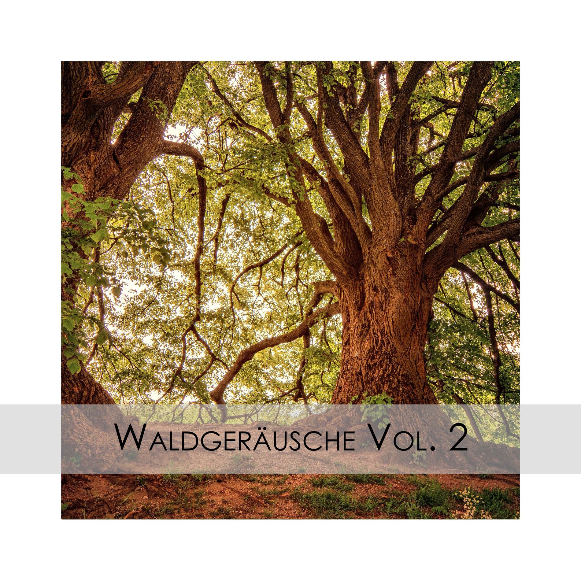 Album cover of Waldgeräusche Vol. 2