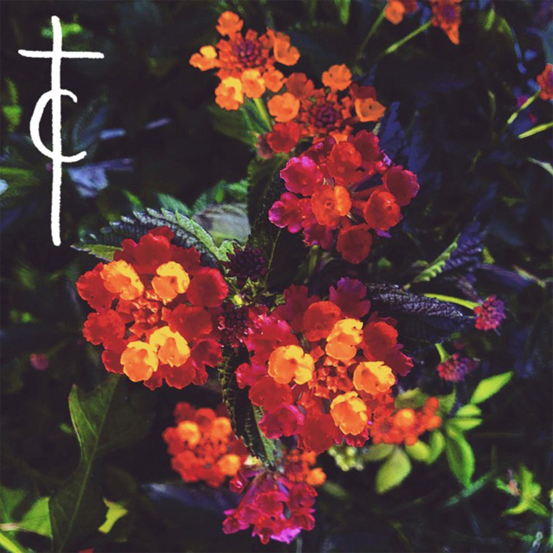 Album cover of The Avante Garden of Vernicus