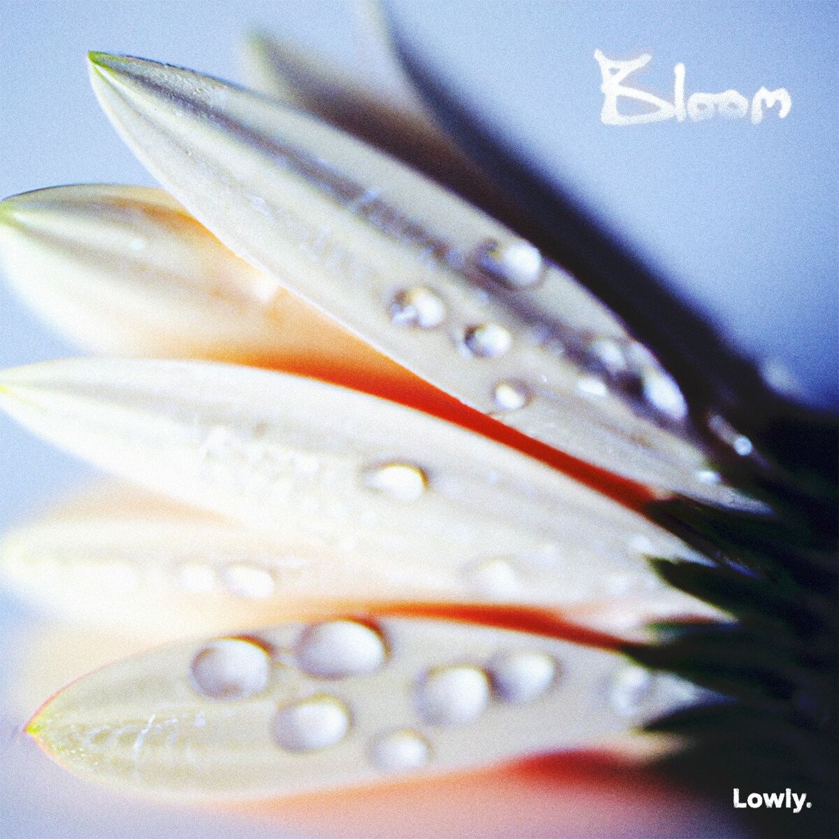 Album cover of Bloom