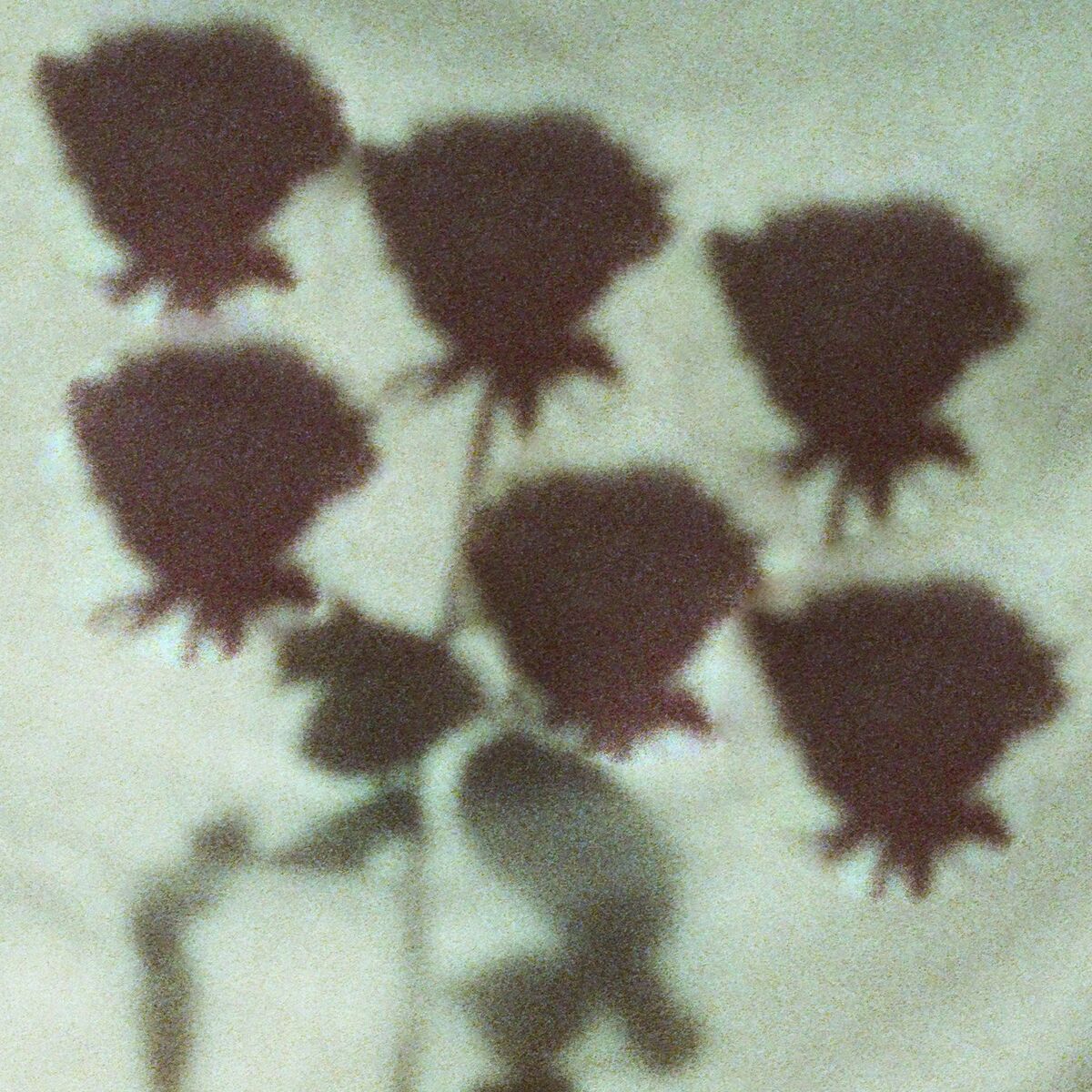 Album cover of Dark Roses