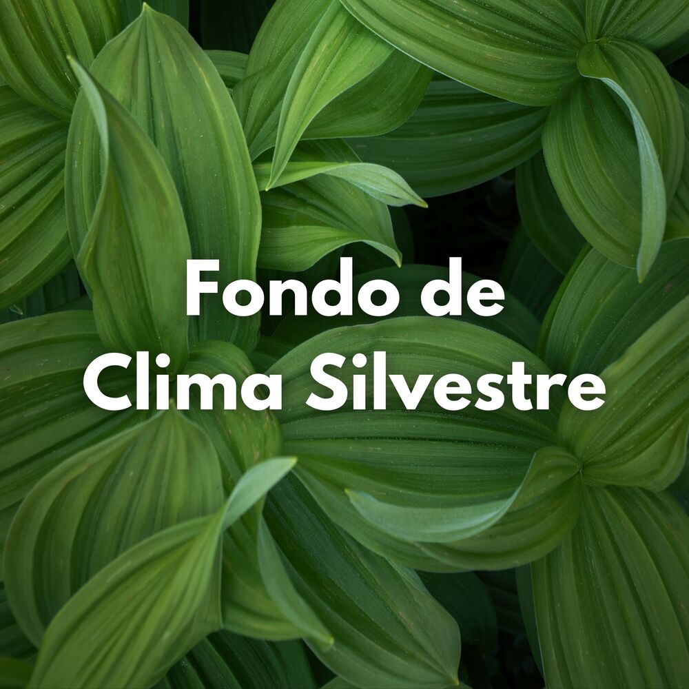 Picture of Fondo De Clima Silvestre