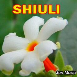Shiuli