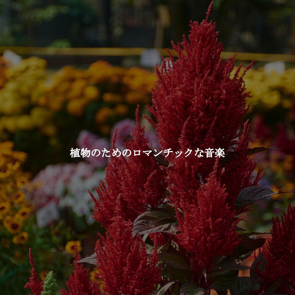 Picture of 植物のためのロマンチックな音楽