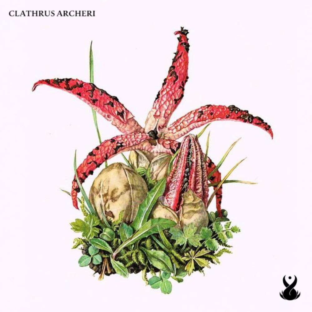 Picture of Clathrus Archeri