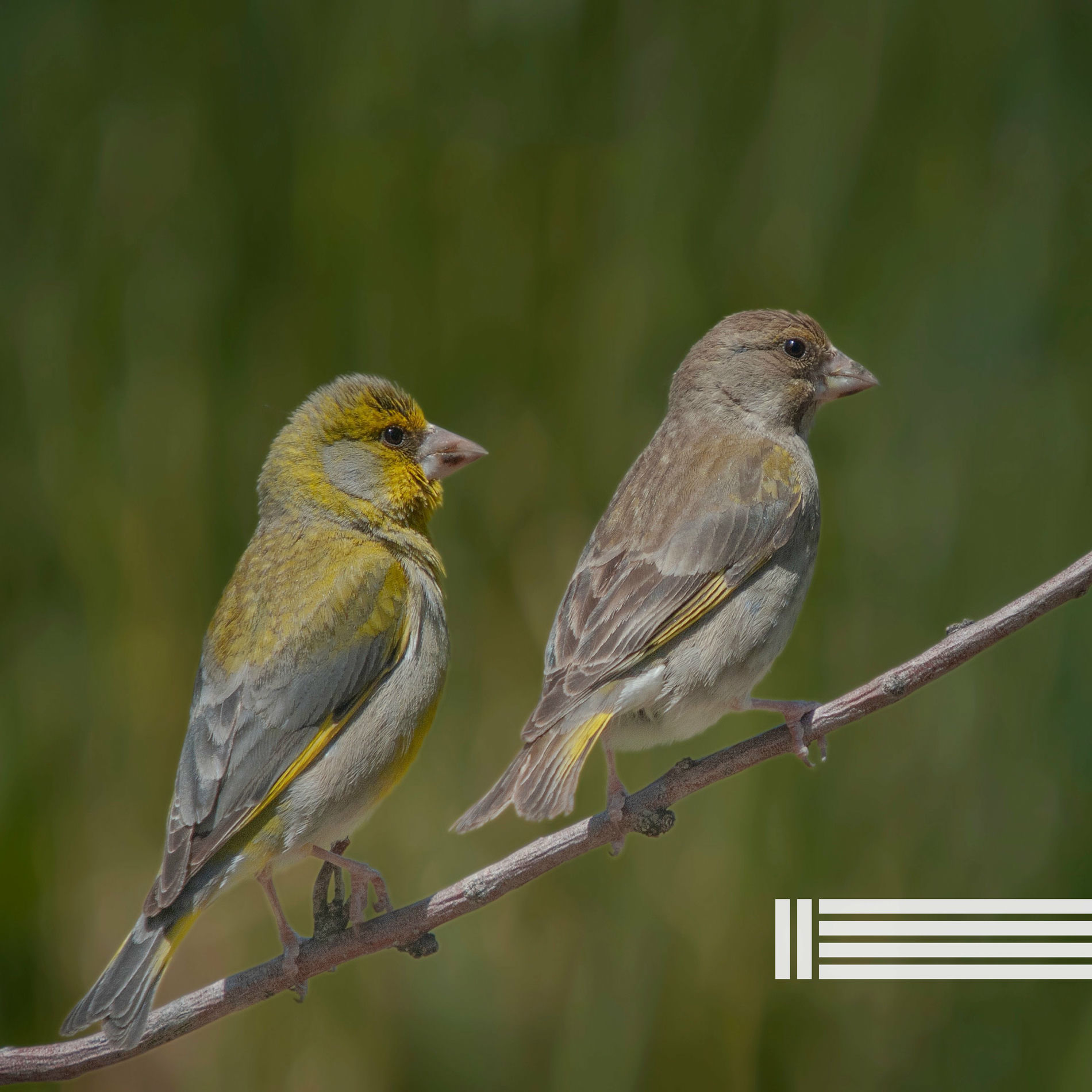 Album cover of Royaume Des Oiseaux