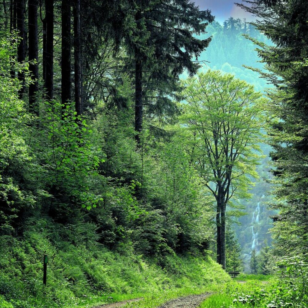 Picture of Sons da Natureza