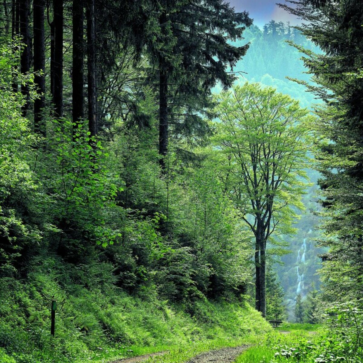 Album cover of Sons da Natureza