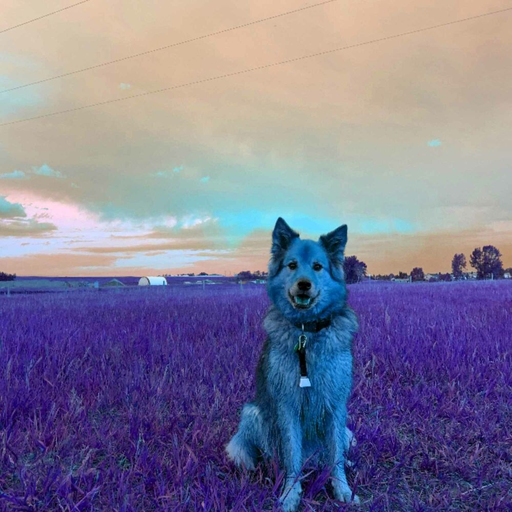 Picture of Glorious Ambiance for Serene Doggy