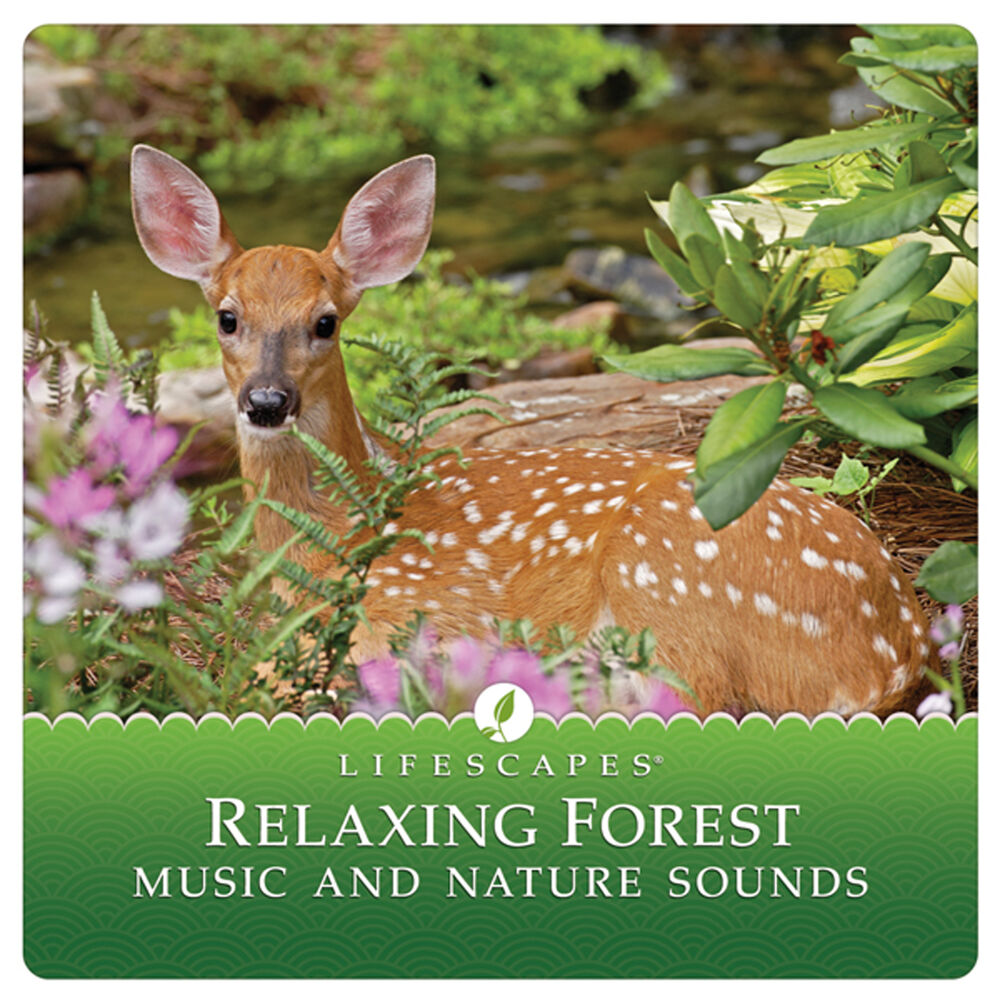 Picture of Relaxing Forest