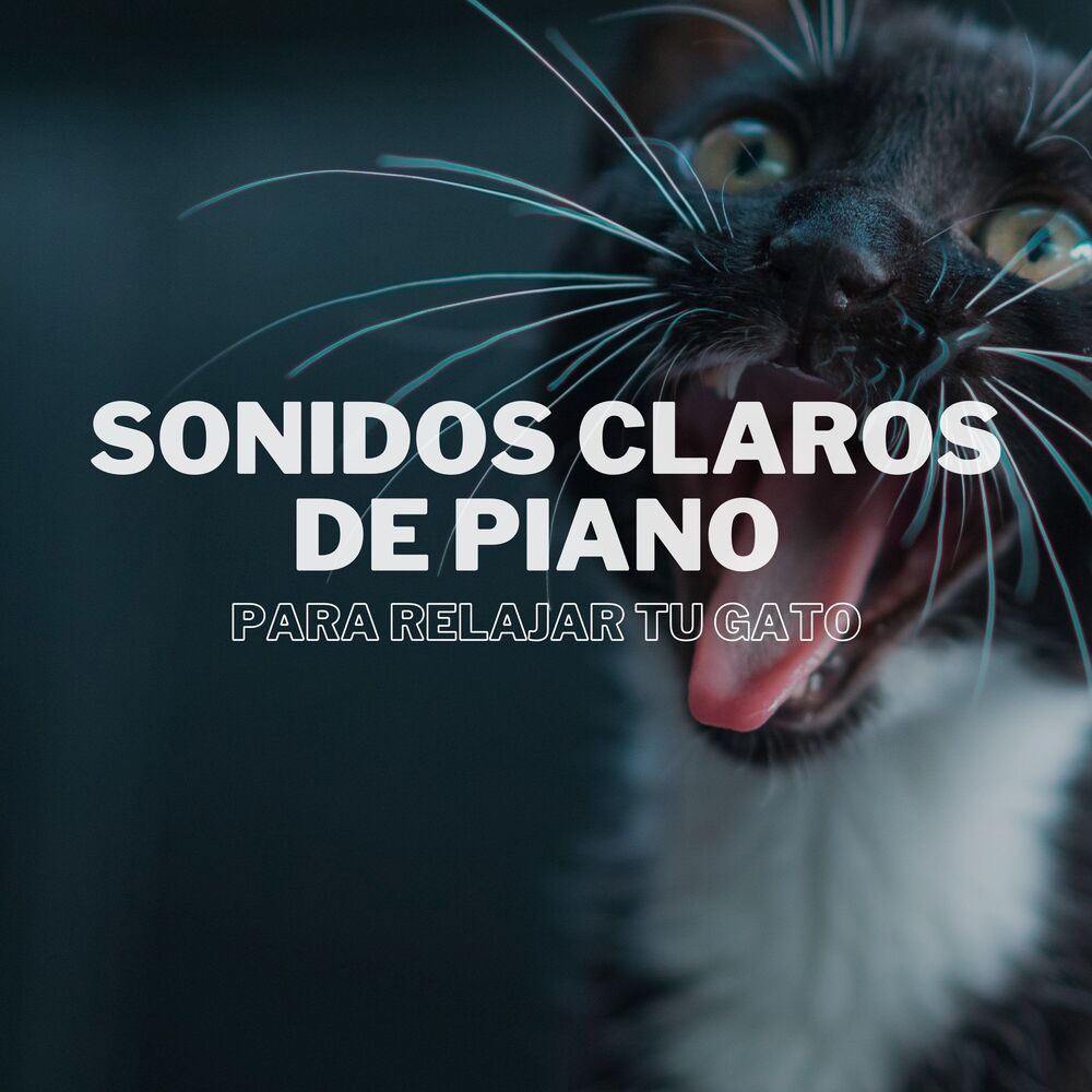 Picture of Sonidos Claros De Piano Para Relajar Tu Gato