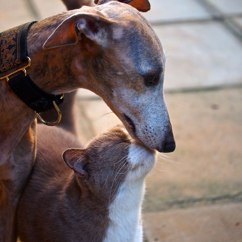 Picture of Pet Harmony: Jazz Piano Lounge Comfort