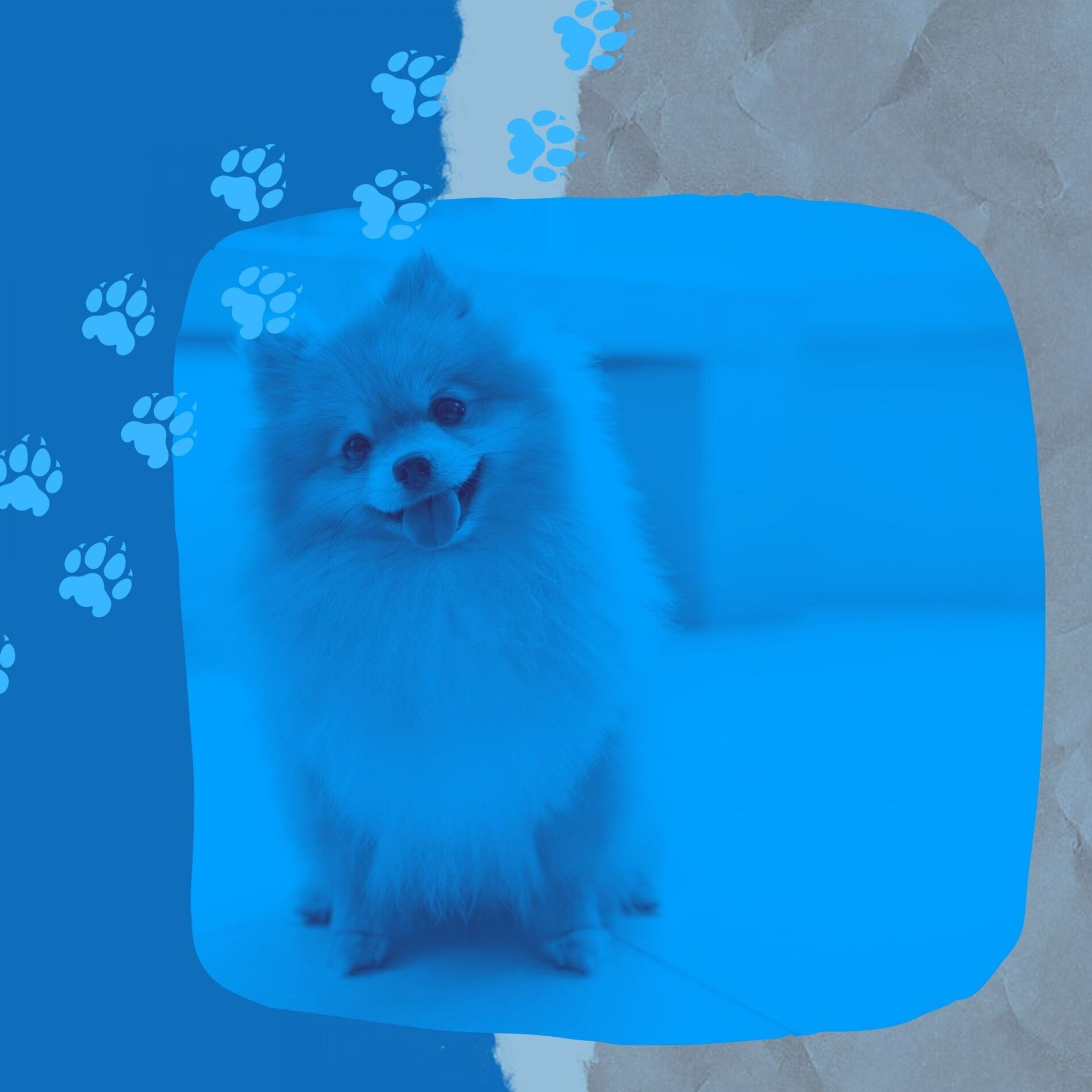 Album cover of Backdrop for Rescue Puppies