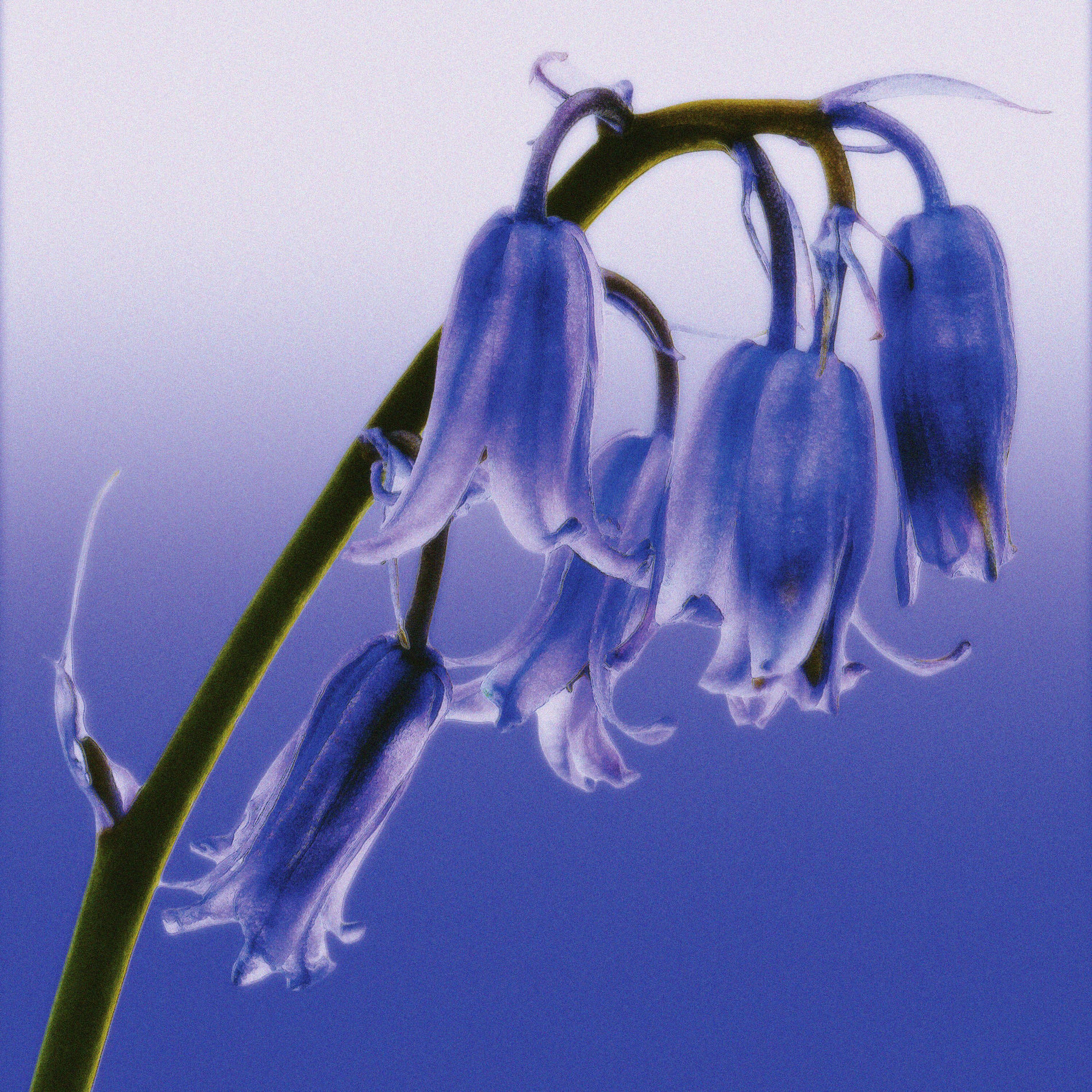 Album cover of Bluebell