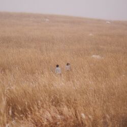 Cover of hug