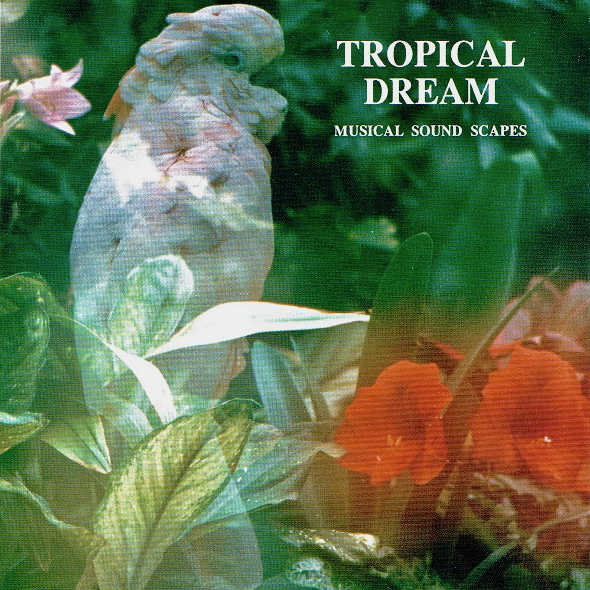 Album cover of Tropical Dream