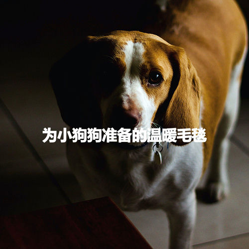 为小狗狗准备的温暖毛毯