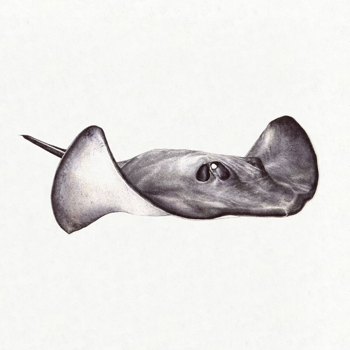 Album cover of Gamma Ray