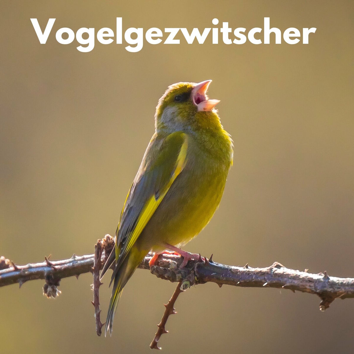 Album cover of Beruhigendes Vogelgezwitscher (Vogelmusik)