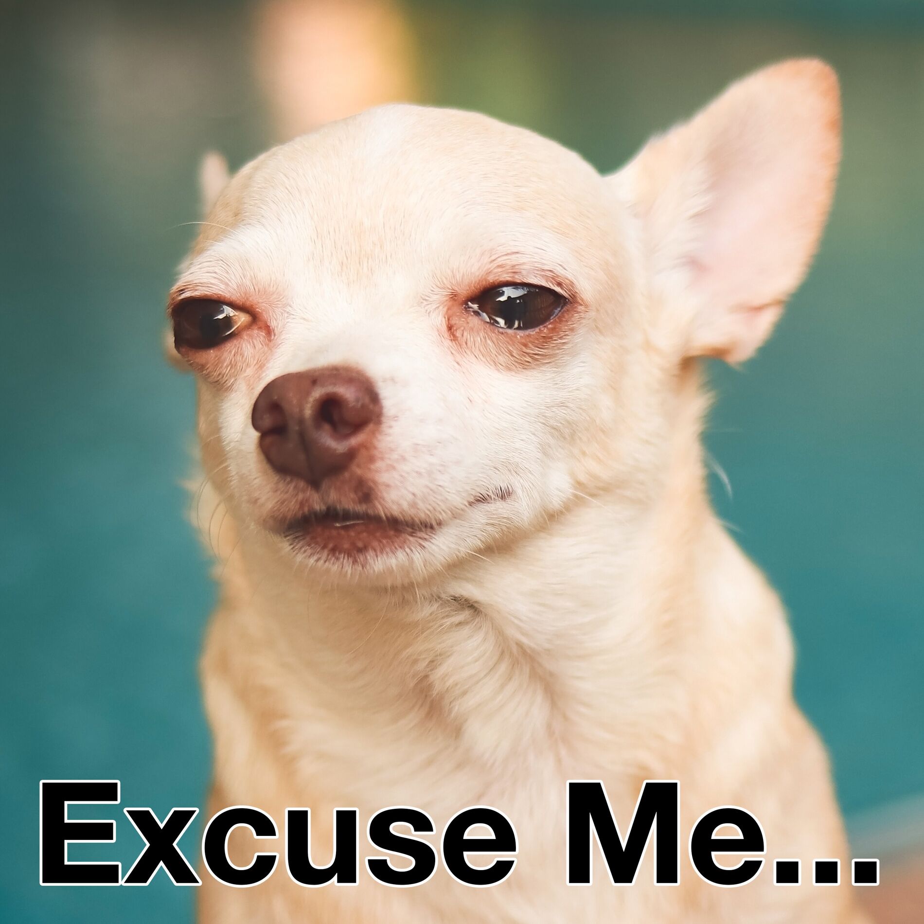Album cover of Excuse Me
