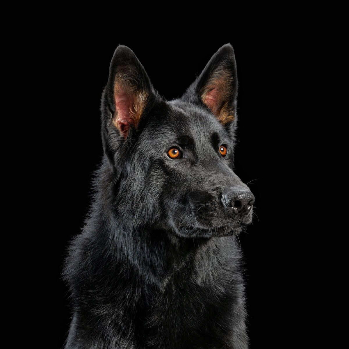 Album cover of DIE NERVEN