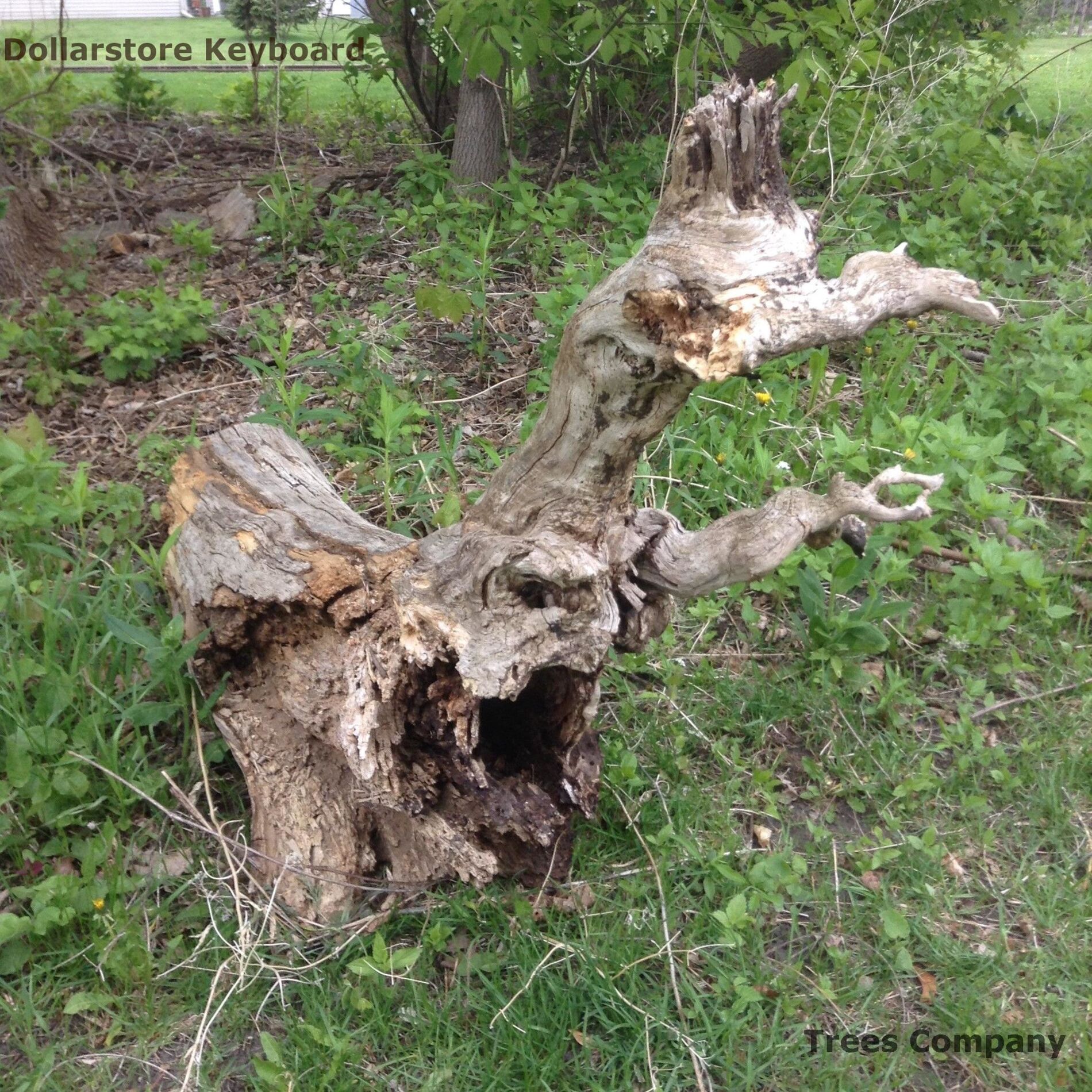 Album cover of Trees Company