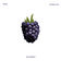 Blackberry by Enima album cover