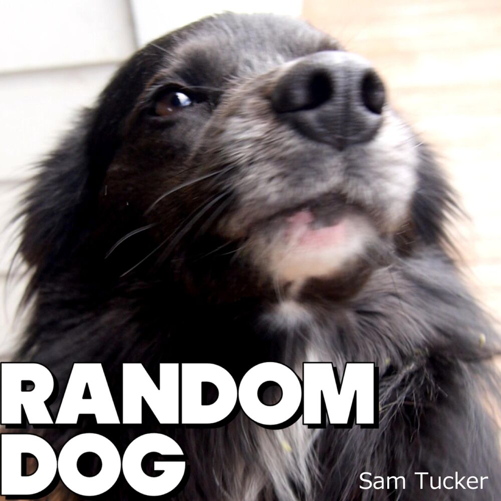 Picture of Random Dog Followed Me Home